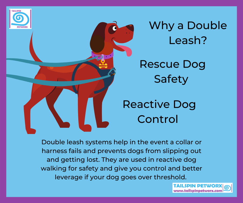 The Reactive Dog Well dressed Tailspin Petworx Dog Training and Behaviour